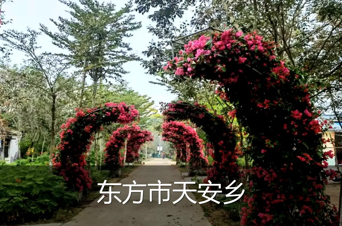 东方市天安乡